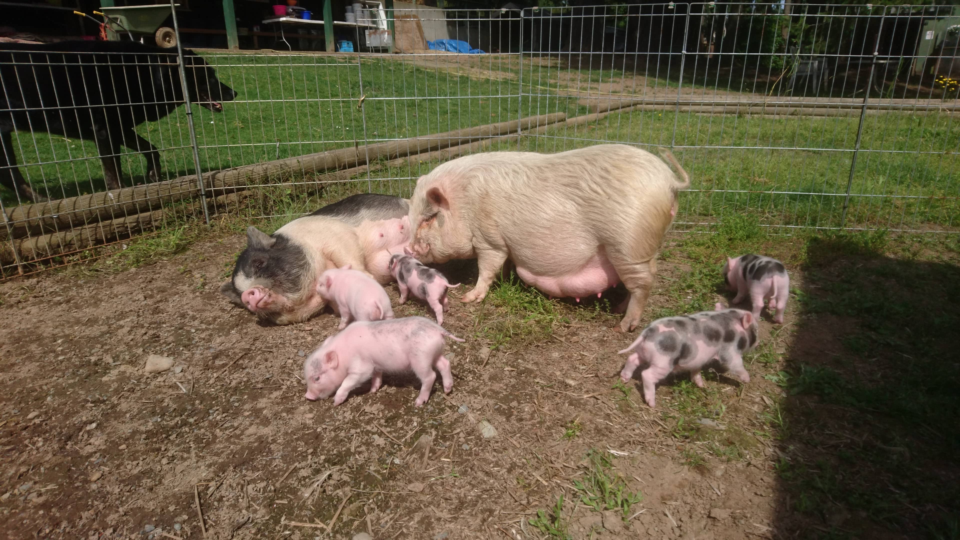 Emma's piglets-min