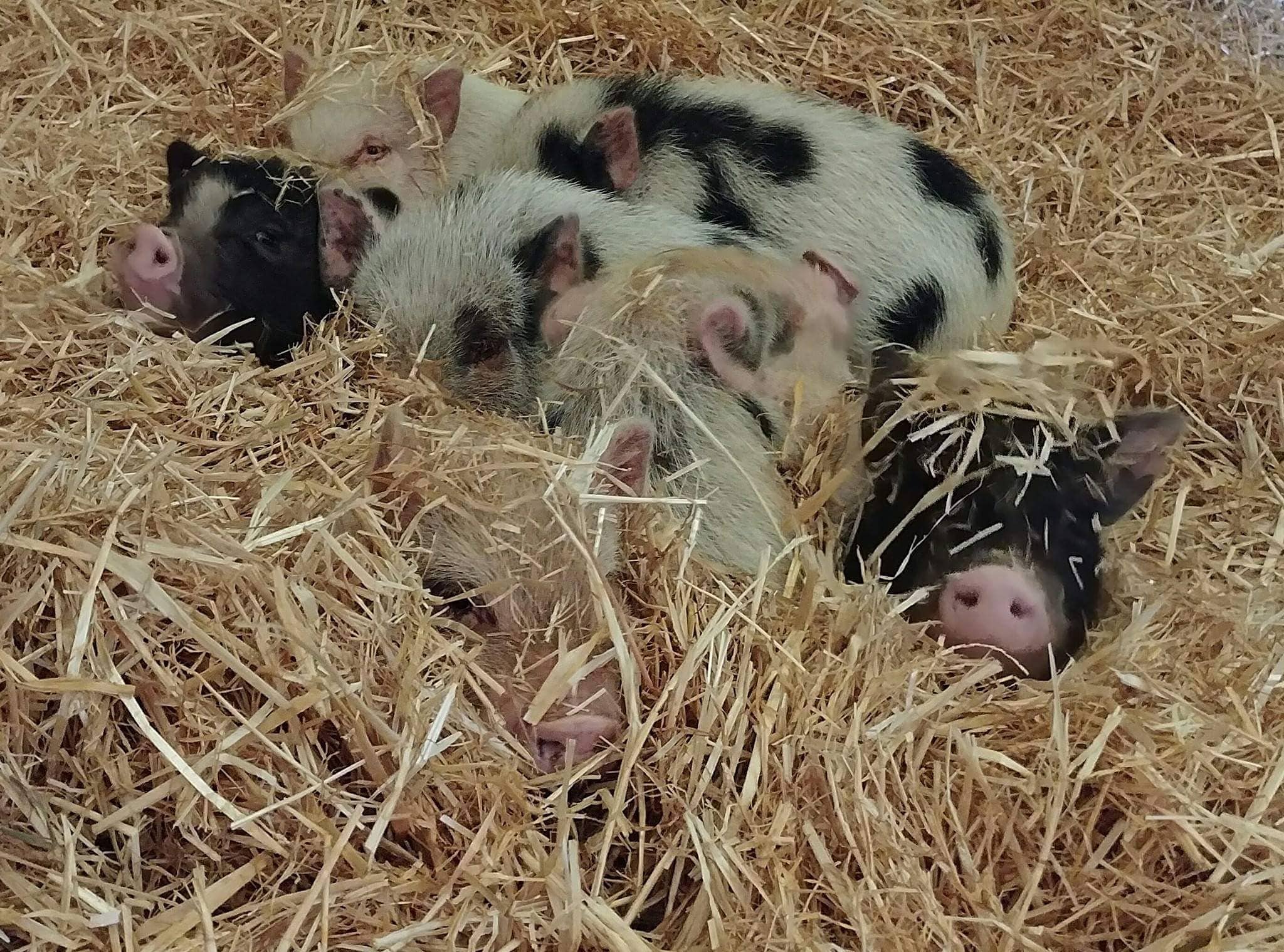 Piglets-min