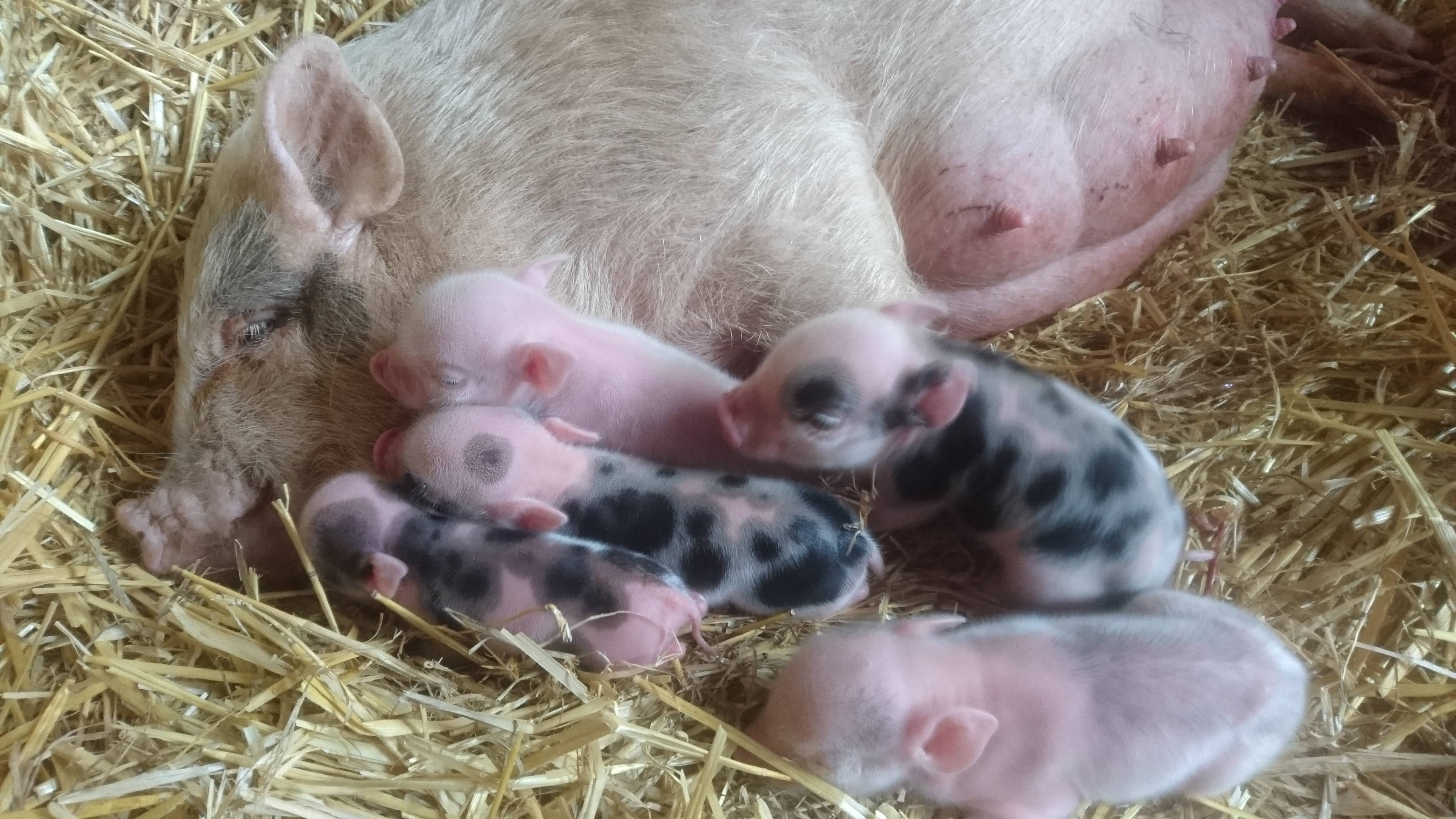 Piglets4-min